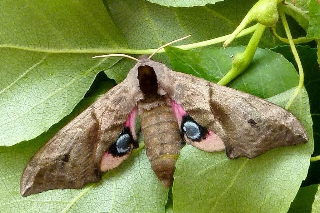 Smerinthus ocellata imago