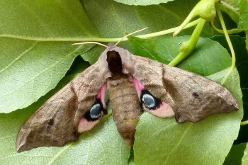 Smerinthus ocellata imago