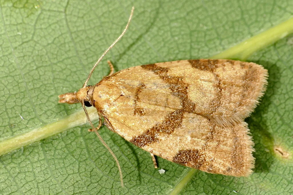 Sparganothis pilleriana imago