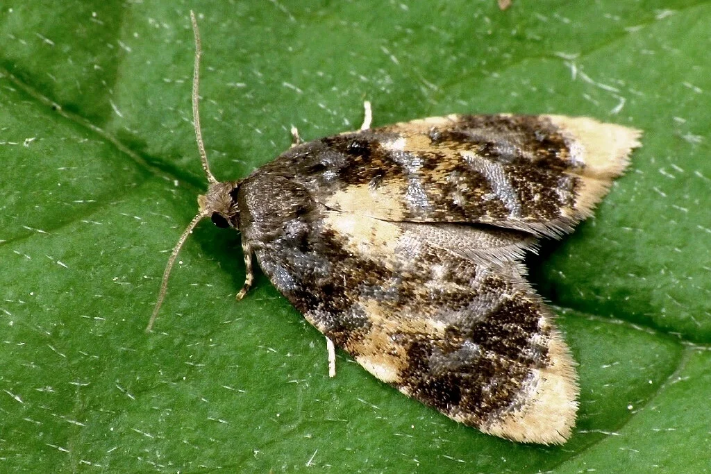 Spatalistis bifasciana imago