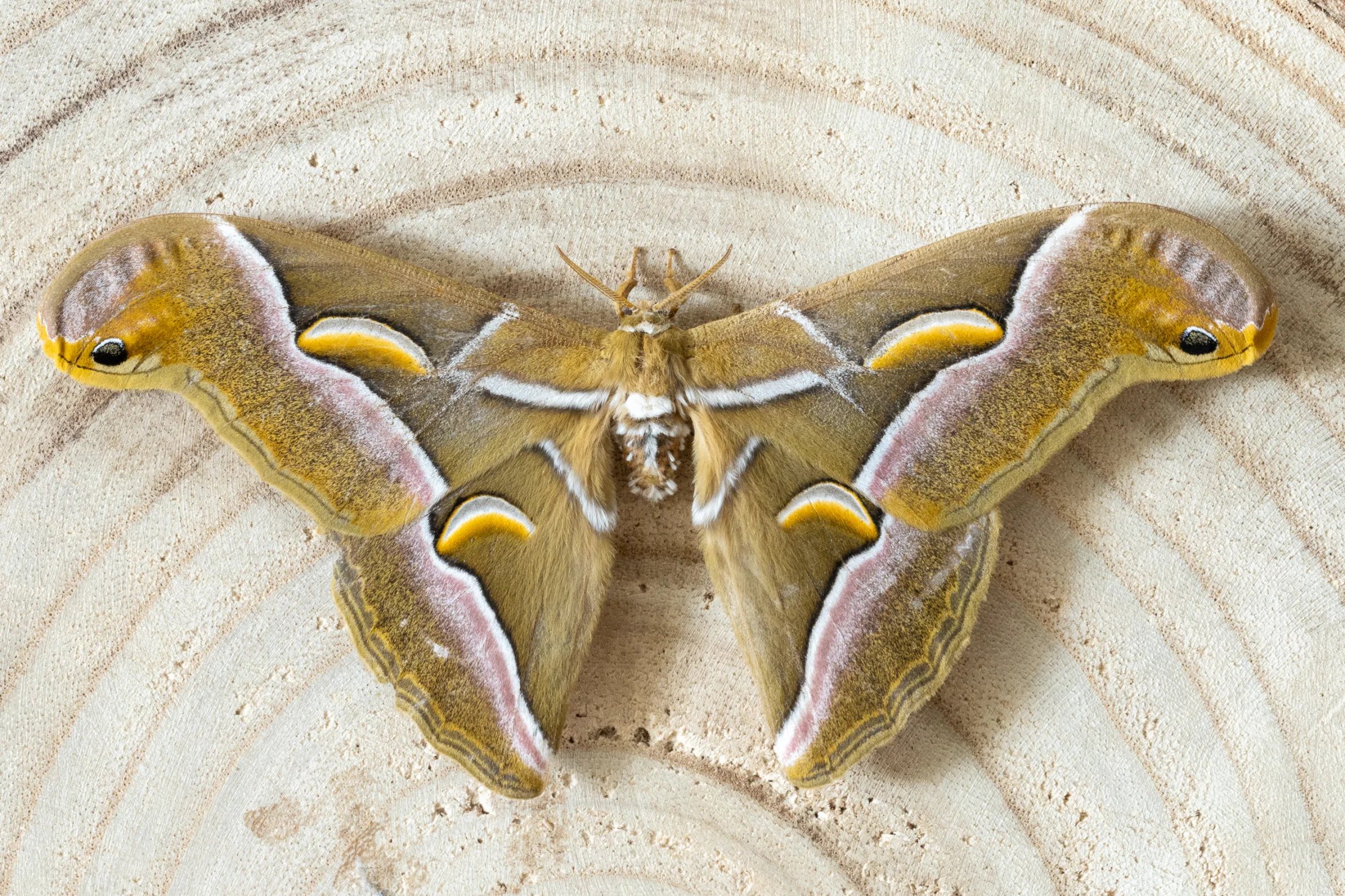 Samia cynthia imago