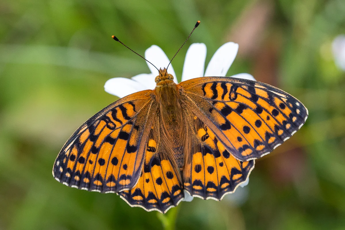 Speyeria aglaja imago