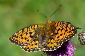 Speyeria aglaja imago