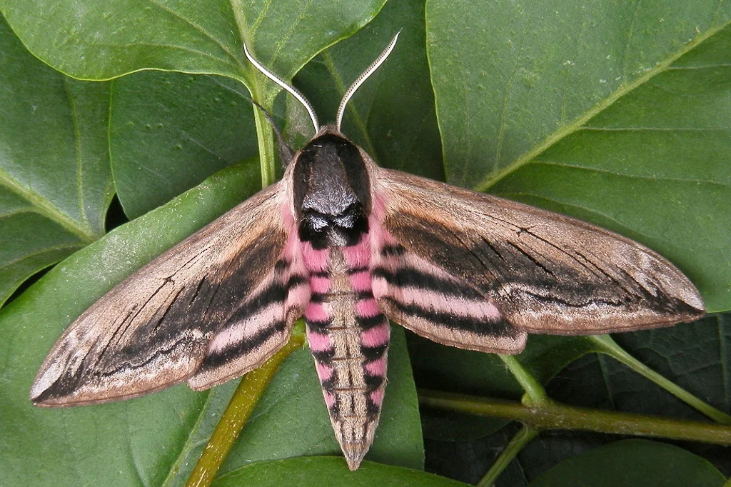 Sphinx ligustri imago