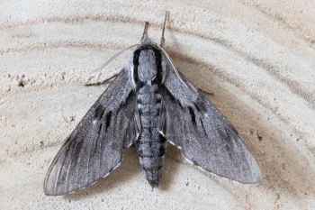 Sphinx pinastri imago
