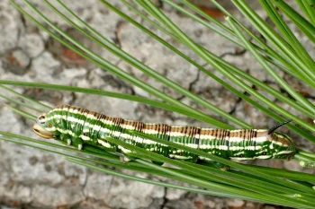 Sphinx pinastri larva