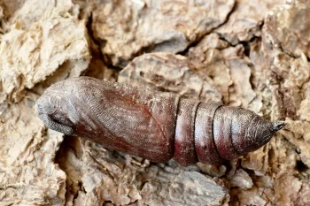 Sphinx pinastri pupa