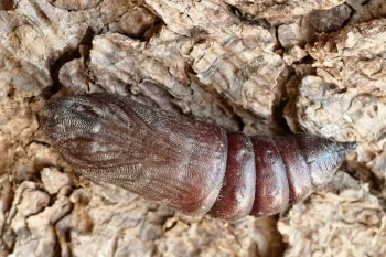 Sphinx pinastri pupa