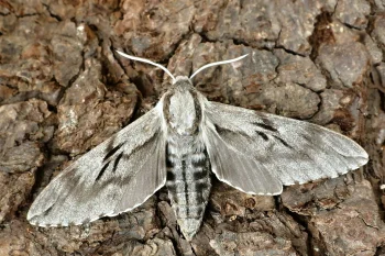 Sphinx pinastri imago