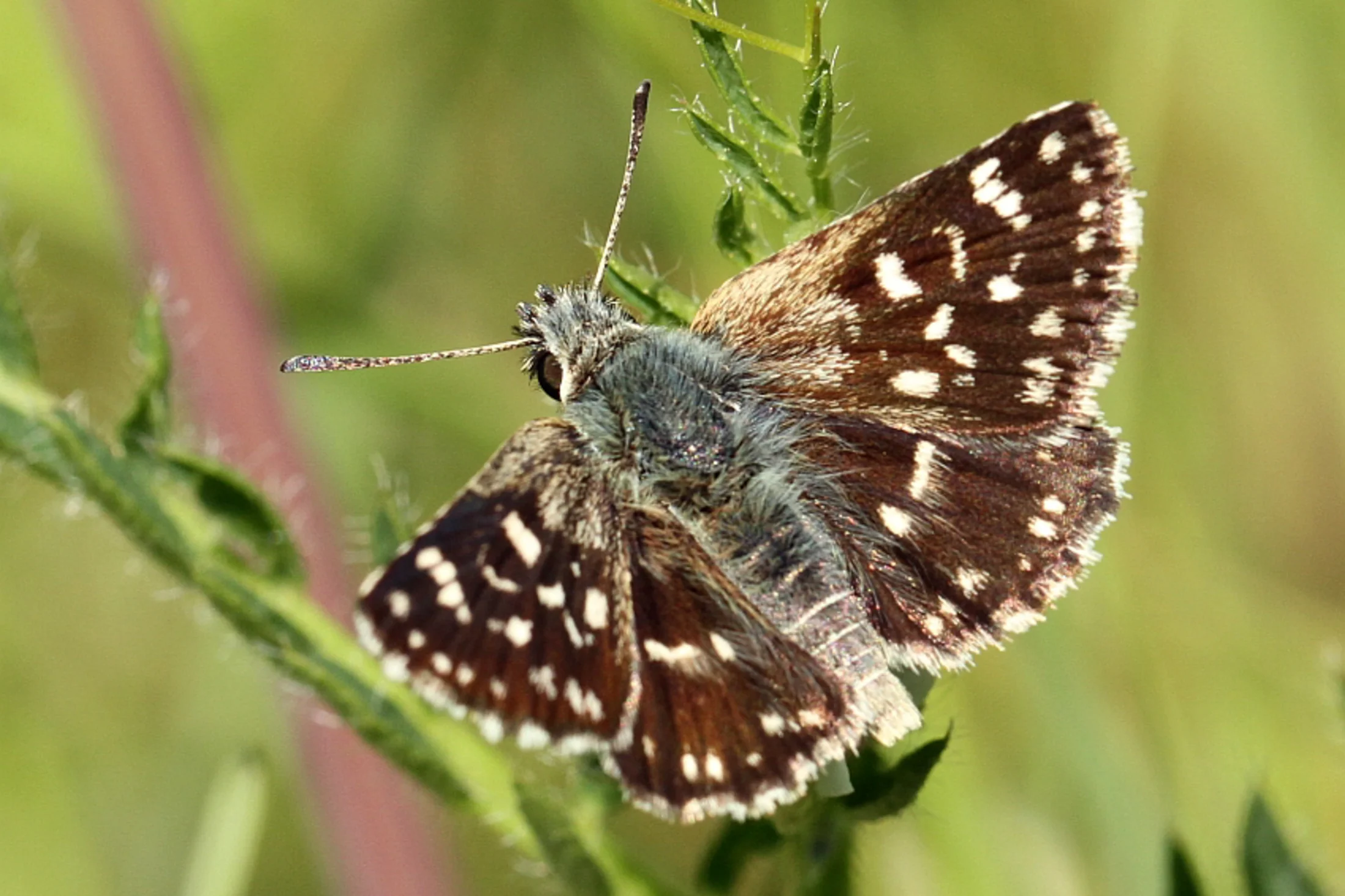 Spialia orbifer imago
