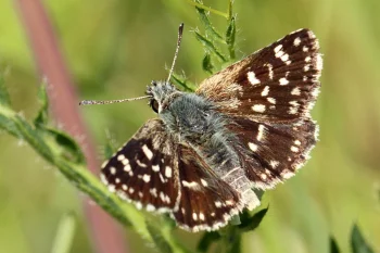 Spialia orbifer imago