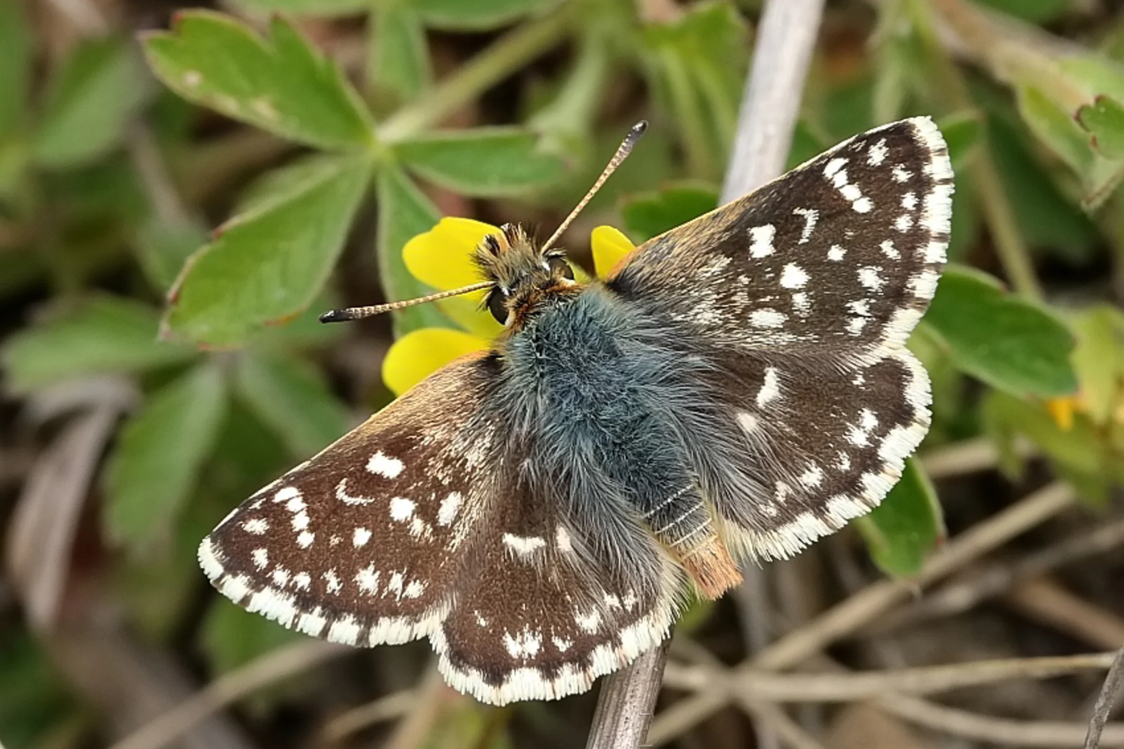 Spialia sertorius imago