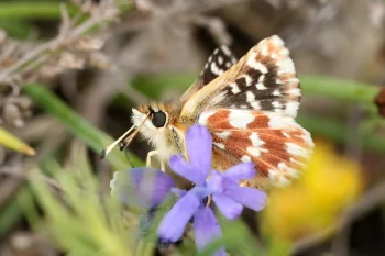 Spialia sertorius imago
