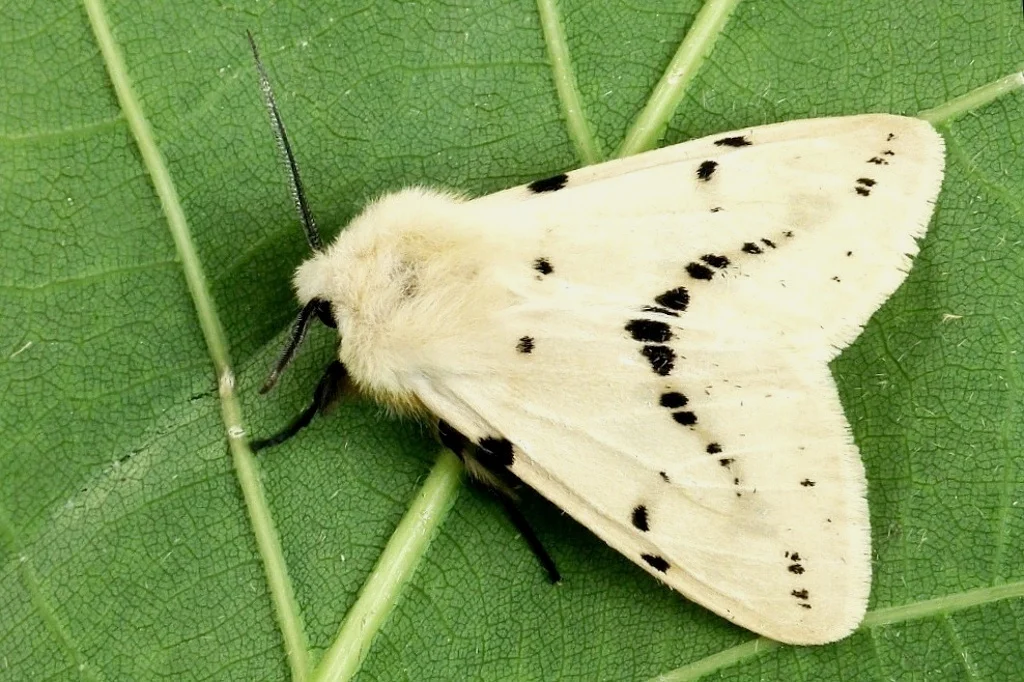 Spilarctia lutea imago