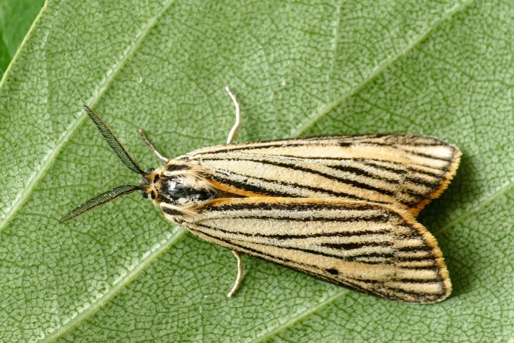 Spiris striata imago