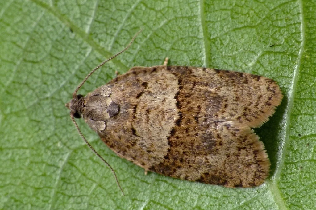 Syndemis musculana imago