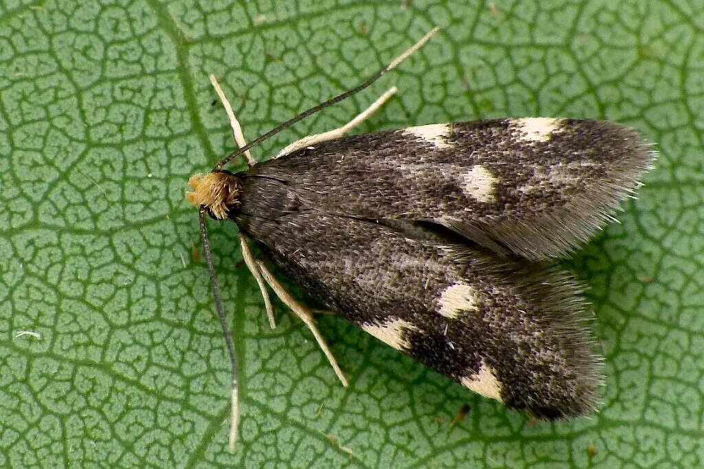 Telechrysis tripuncta imago