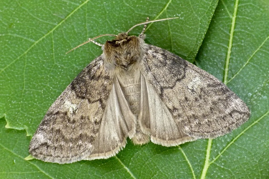 Tethea or imago