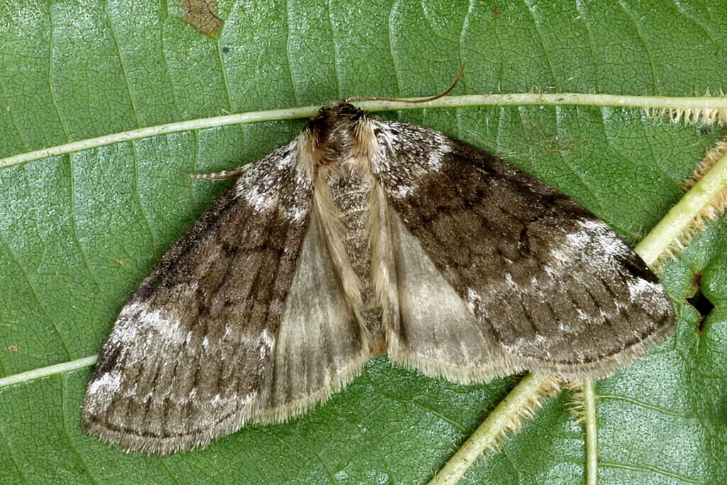Tetheella fluctuosa imago