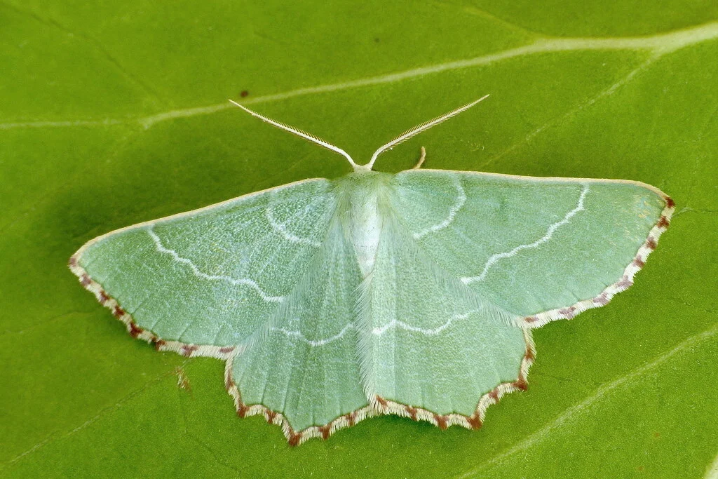 Thalera fimbrialis imago