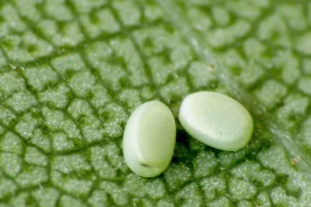 Thalera fimbrialis ova