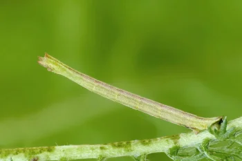 Thalera fimbrialis larva