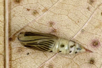 Thalera fimbrialis pupa