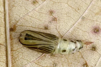 Thalera fimbrialis pupa