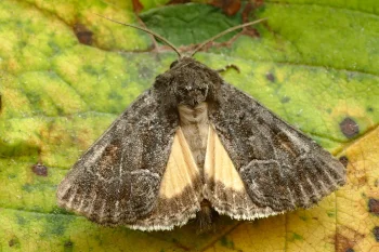 Thalpophila matura imago