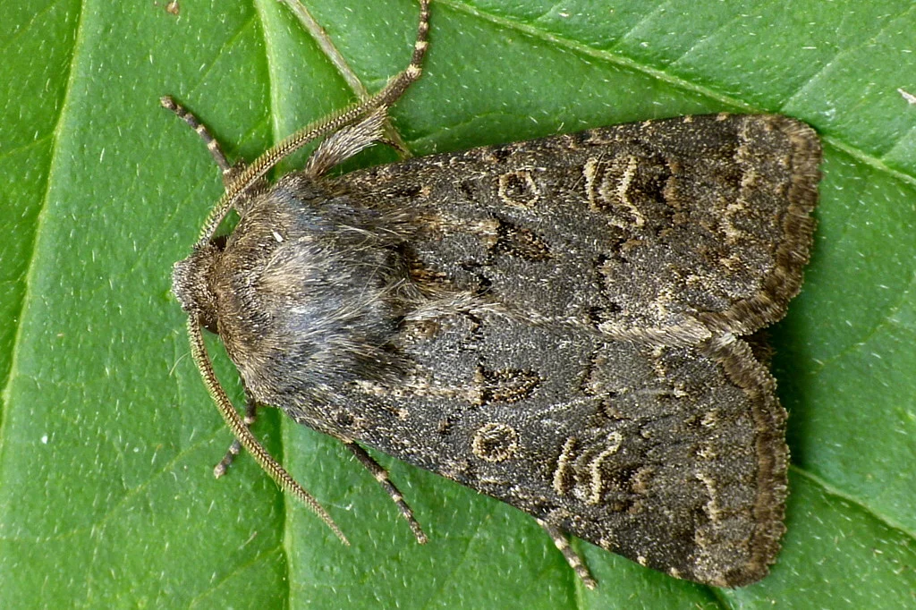 Tholera cespitis imago
