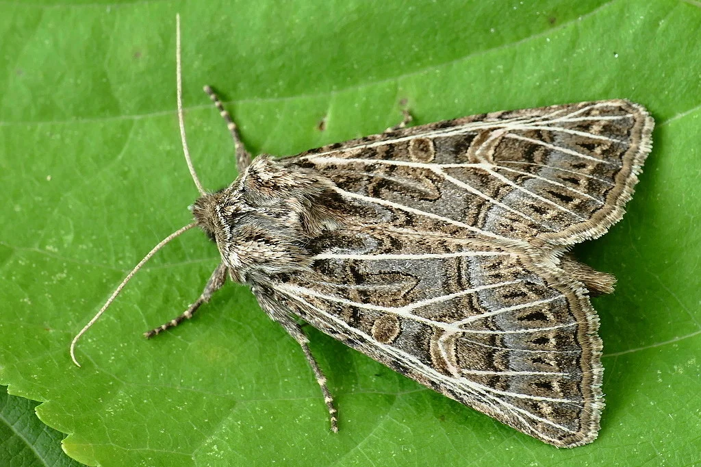 Tholera decimalis imago