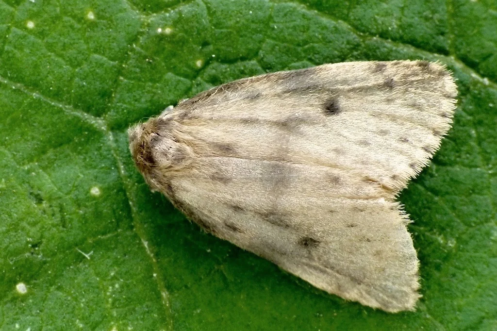 Thumatha senex Imago