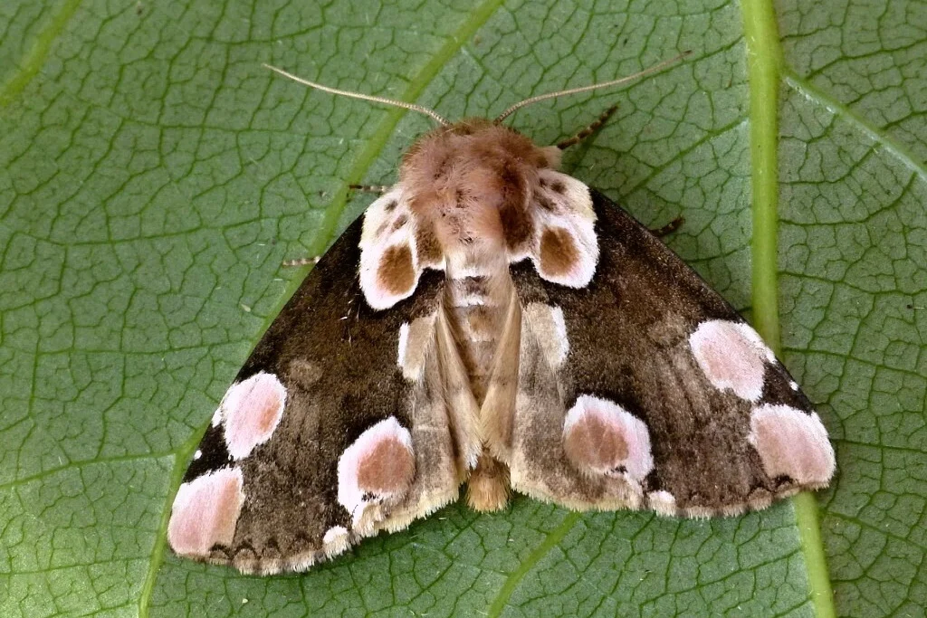 Thyatira batis imago
