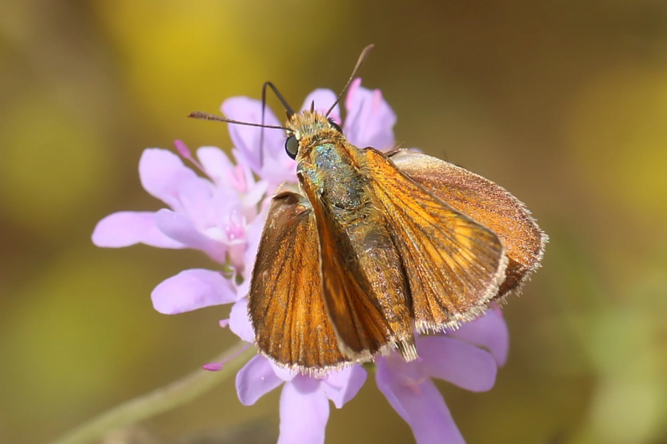 Thymelicus acteon imago