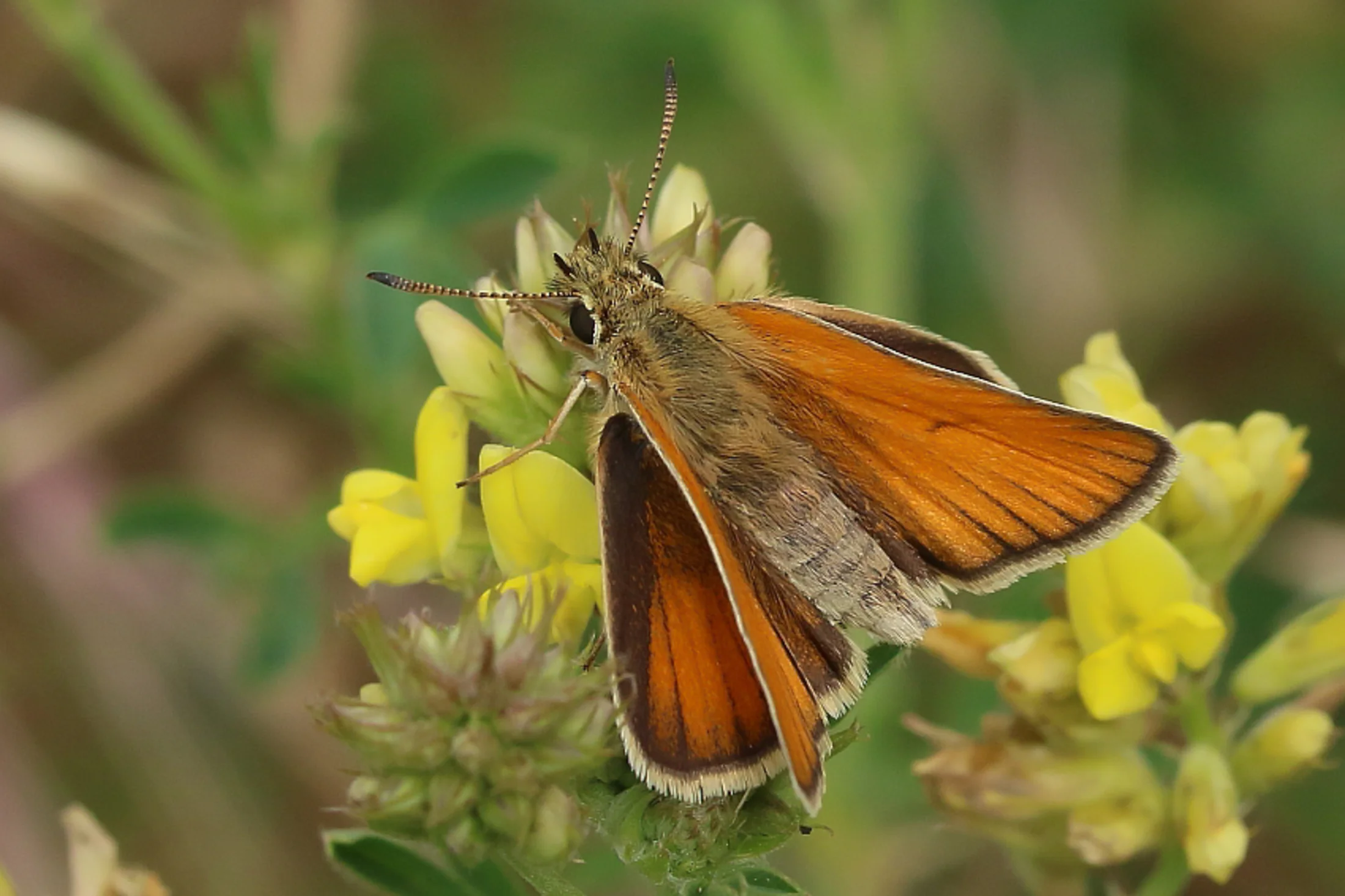 Thymelicus lineola imago