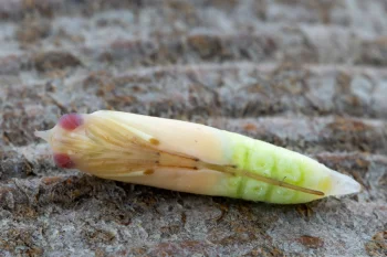 Thymelicus lineola pupa