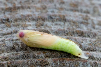 Thymelicus lineola pupa