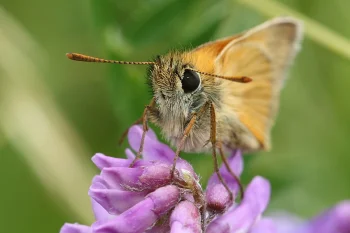 Thymelicus sylvestris imago