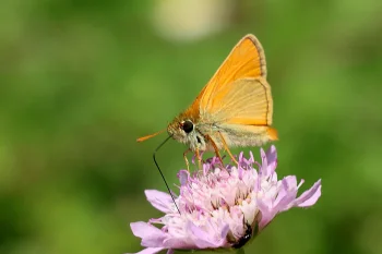 Thymelicus sylvestris imago