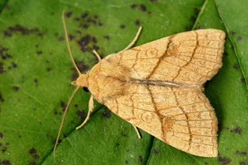 Tiliacea citrago imago