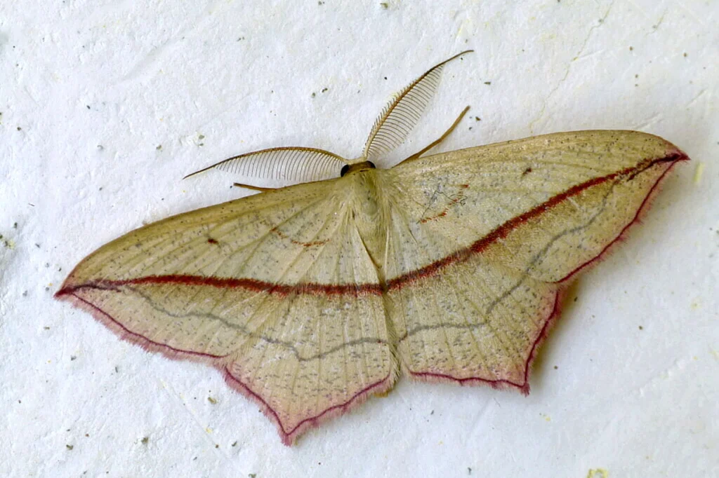 Timandra comae imago