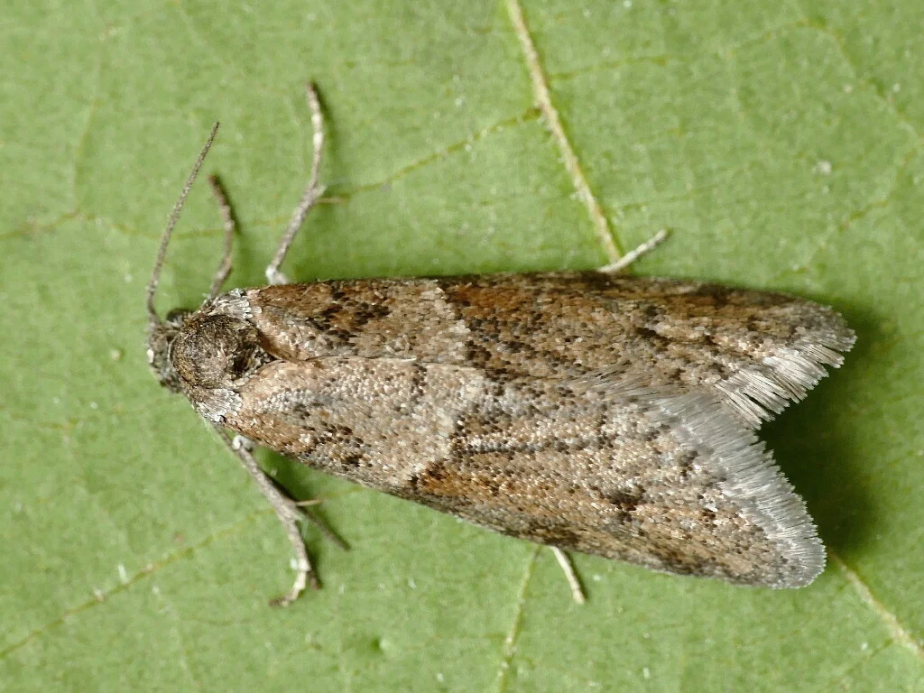 Tortricodes alternella imago