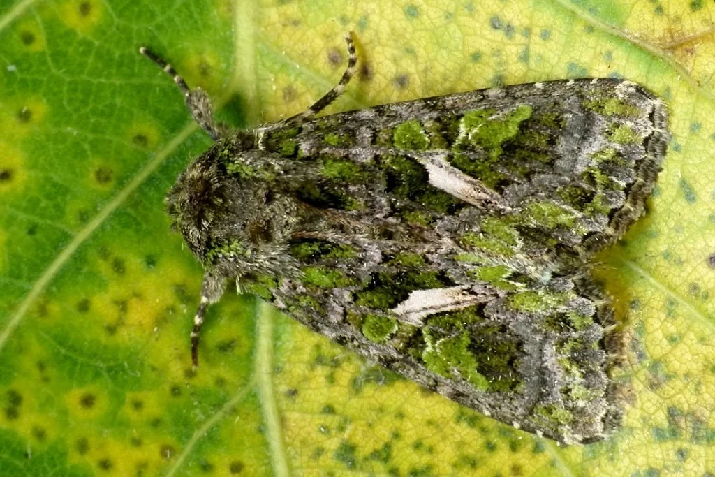 Trachea atriplicis imago