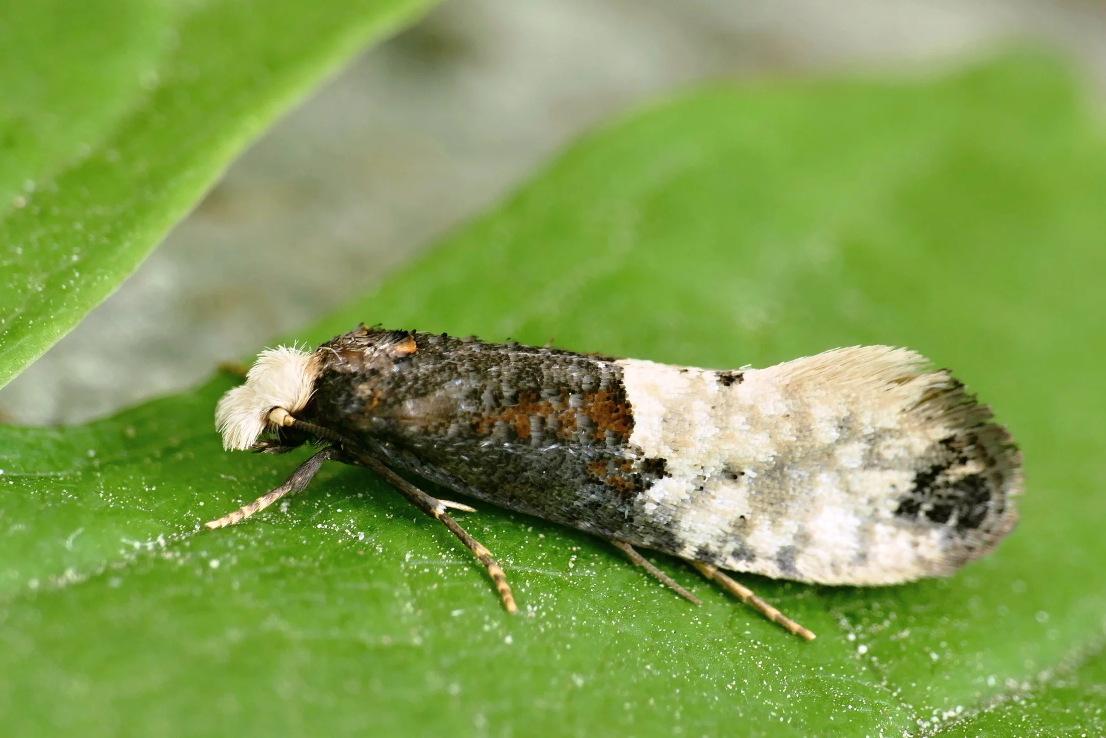 Trichophaga tapetzella imago