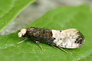 Trichophaga tapetzella imago