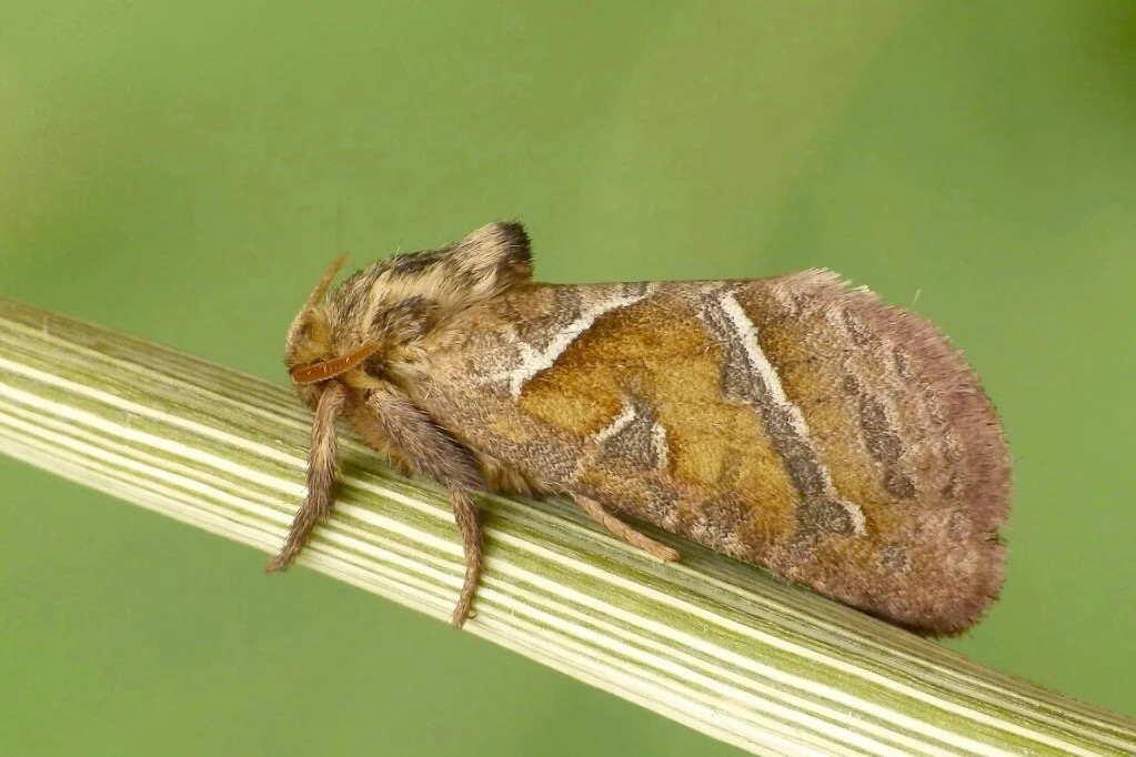 Triodia sylvina imago