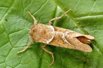 Triodia sylvina imago