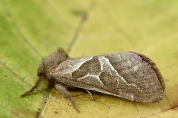 Triodia sylvina imago