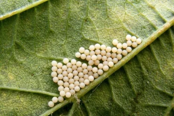 Triodia sylvina ova