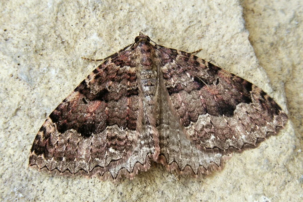 Triphosa dubitata imago